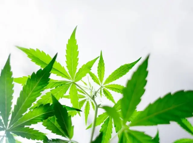 Cannabis and diabetes 